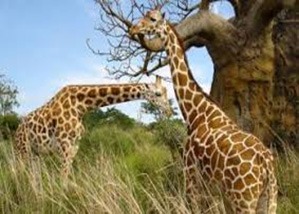 Arusha-Girraffs