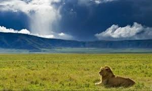 Ngorongoro-Lion