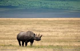 Rhinoh-Manyara