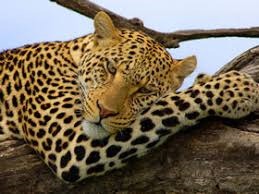 Serengeti-Leopards