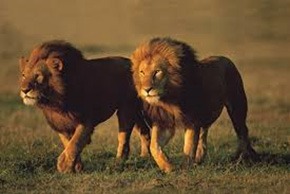 Serengeti-Lions