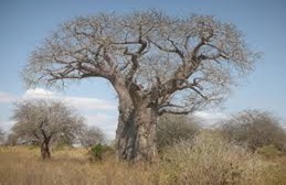 Tarangire-Bird-Species