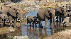 Tarangire-Elephants