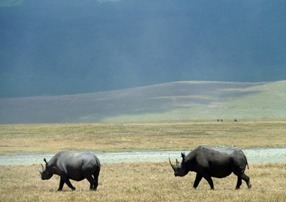 Manyara-Rhinos