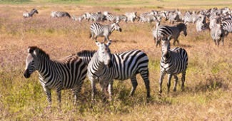 Serengeti Zebraz