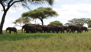 Tarangire-arusha-Elephants