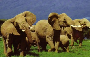 Amboseli National Park