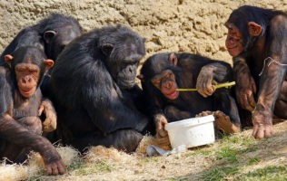 Gorilla & Chimp Tracking