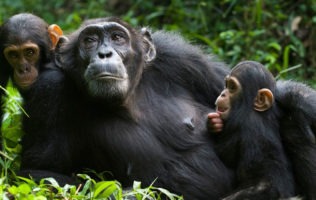 5 Days Chimps in Rwanda