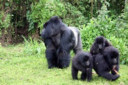 Gorilla Trekking