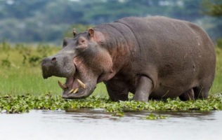 Lake Naivasha