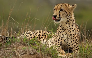 Masai Mara National Reserve