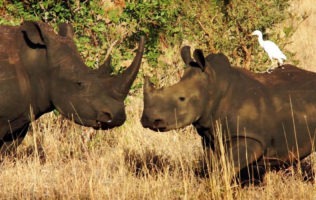 Meru National Park