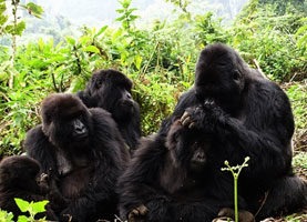 4 Days Golden level adventures In rwanda