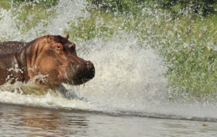 Murchison Falls National Park