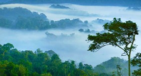 Nyungwe National Park