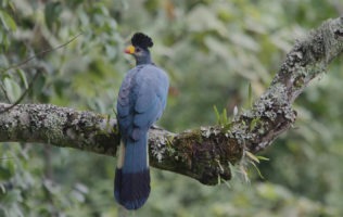 Bird Watching Safaris