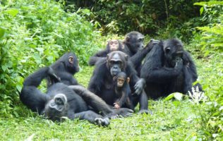 5 Days Chimps in Rwanda