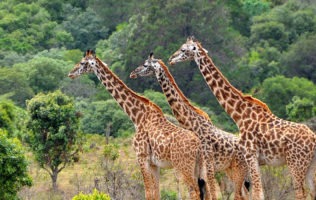 4 Days Lake Mayanra and Ngoro Ngoro creator lake