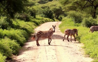 7 Days Tanzania safari adventure