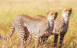 7 Days Ngoro Ngoro ,Tarangire and Serengeti safari
