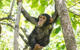 6 Days Cultural Visit and Primate trek