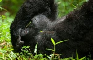 2 Days Gorilla Trekking Bwindi Impenetrable Rain-forest