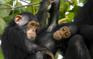 2 Days Chimpanzee trekking Nyungwe.