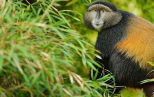 3 Days Gorilla trekking and golden monkey trekking