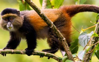 1 Day Golden Monkey trek in volcanoe National Park