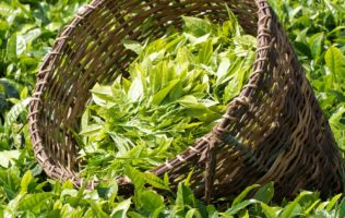 Tea Growing in Rwanda