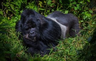 2 Days Gorilla Trekking Uganda ( Mgahinga National Park)