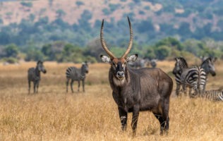 The different Antelopes found in Akagera national park
