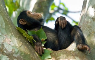 6 days Gorilla and Chimpanzee trekking