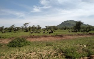 14 days Tanzania and Uganda game drives