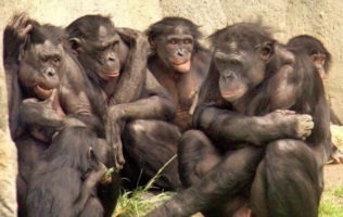 The Bonobo