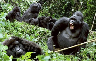 6 Days gorilla and chimpanzee trekking