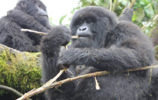 World gorilla day