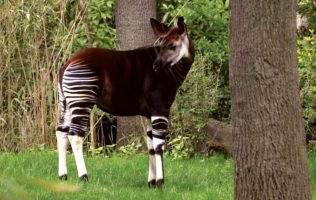 The Okapi