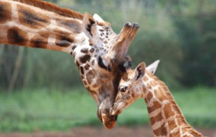 The Giraffes