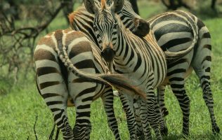 The facts about the 3 different Zebra species