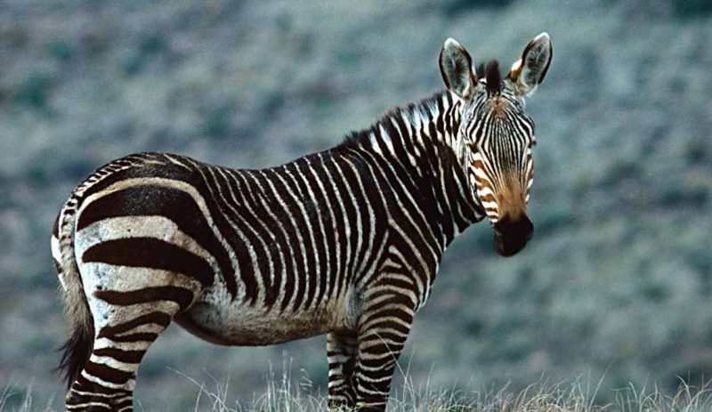 Plains zebra (Equus burchelli) making noise in the Ngorongoro Crater, Serengeti National Park, Tanzania