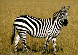 Image result for plain zebra