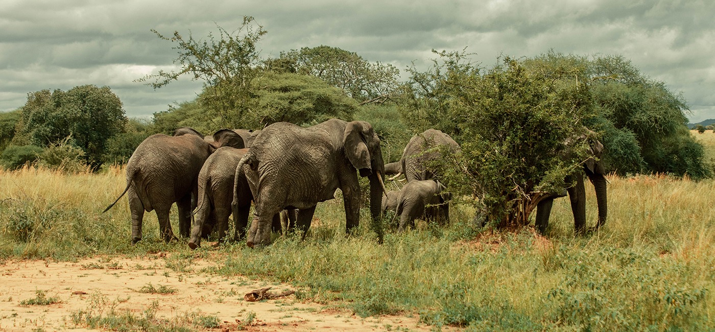 Planet-Travel-Elephants