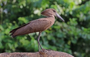 Hamerkop (Scopus Umbretta)